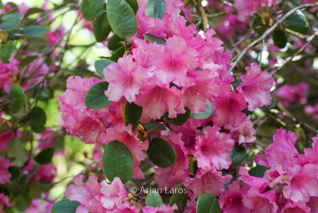 Rhododendron ‚Stockholm‘