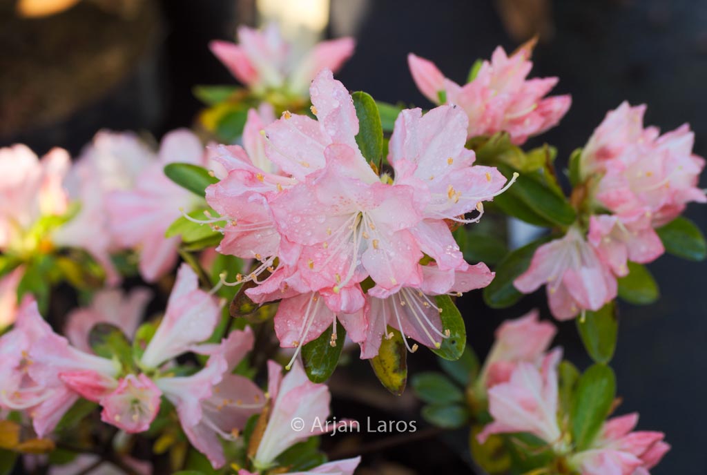 Rhododendron ‚Sui yoha‘ (Azalea)