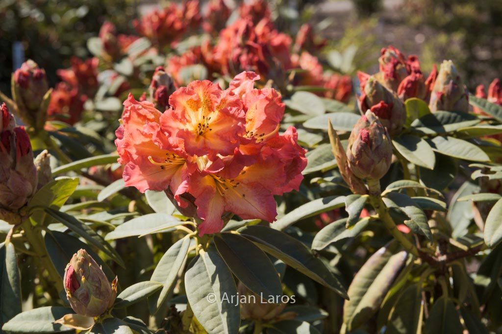 Rhododendron ‚Sun Fire‘