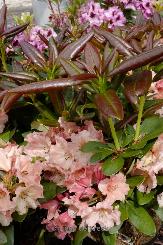 Rhododendron ‚Sun Glory‘