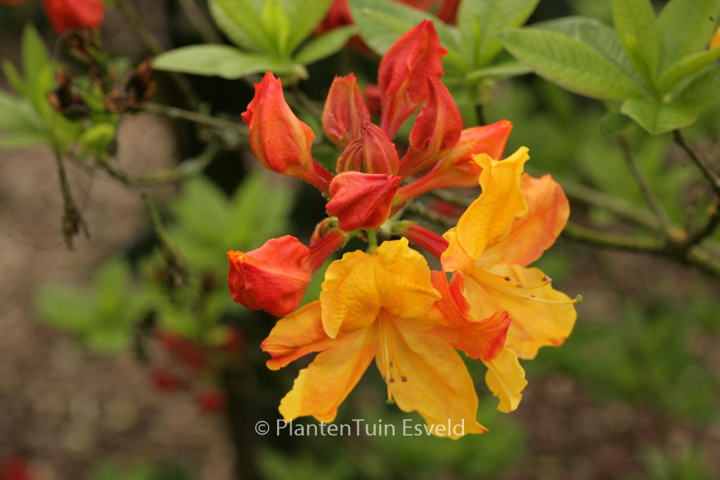 Rhododendron ‚Sunte Nectarine‘ (Azalea)
