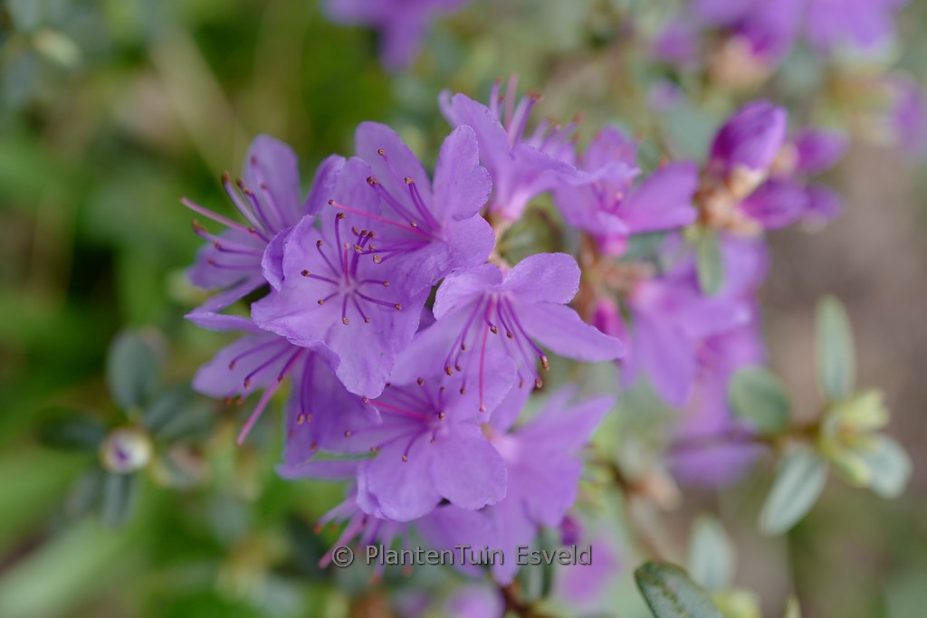 Rhododendron ‚Swift‘