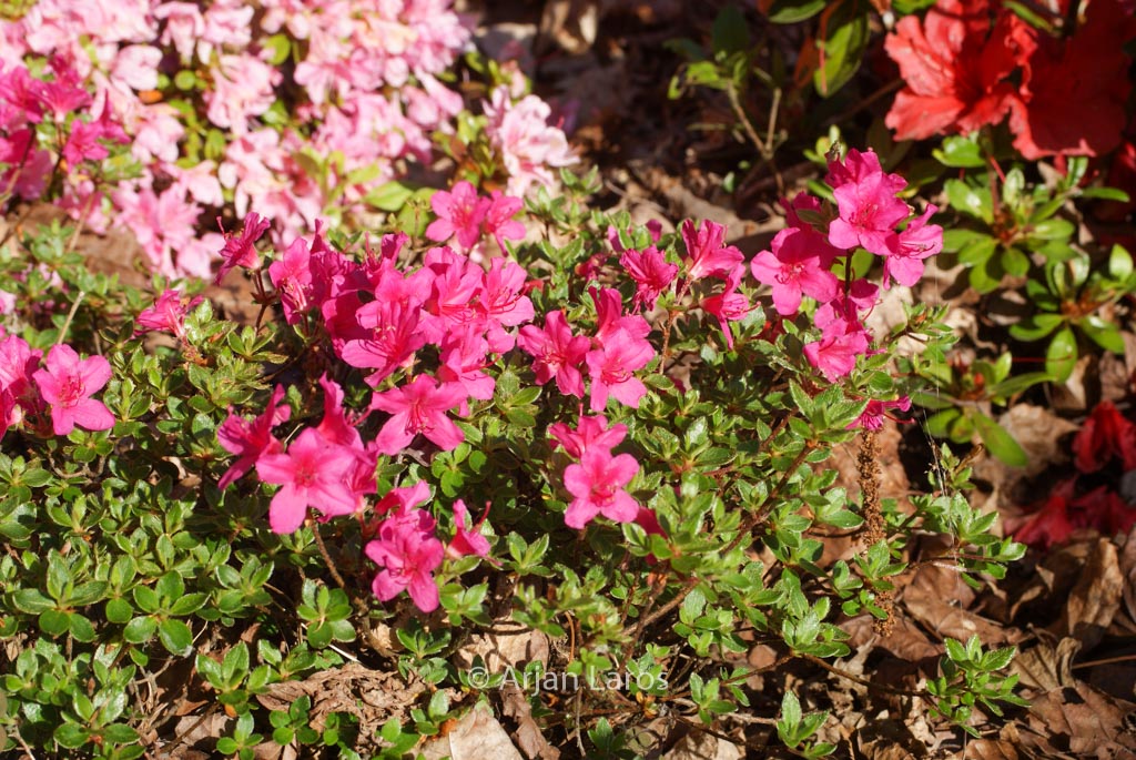 Rhododendron ‚Takachiho‘ (Azalea)
