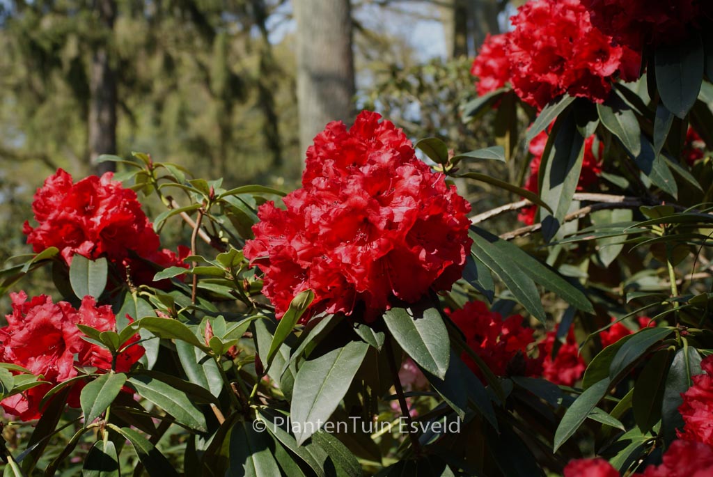 Rhododendron ‚Taurus‘