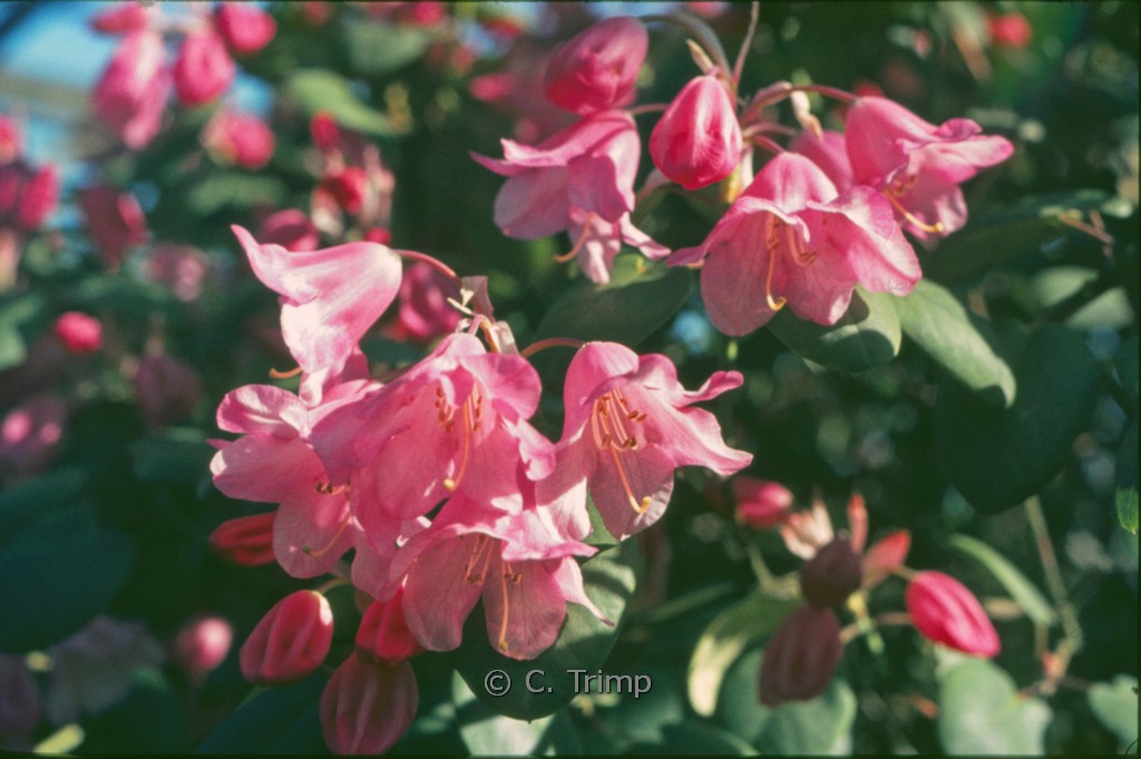 Rhododendron ‚Temple Belle‘