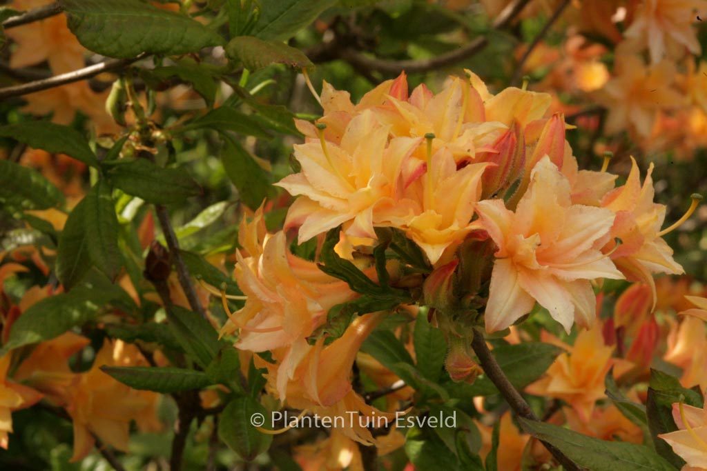 Rhododendron ‚Teniers‘ (Azalea)
