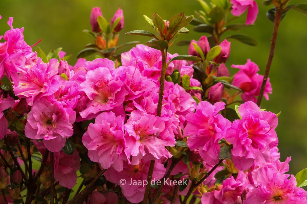 Rhododendron ‚Thekla‘ (Azalea)