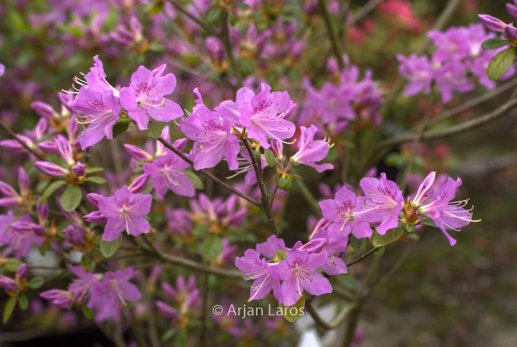 Rhododendron ‚Tit Willow‘ (Azalea)