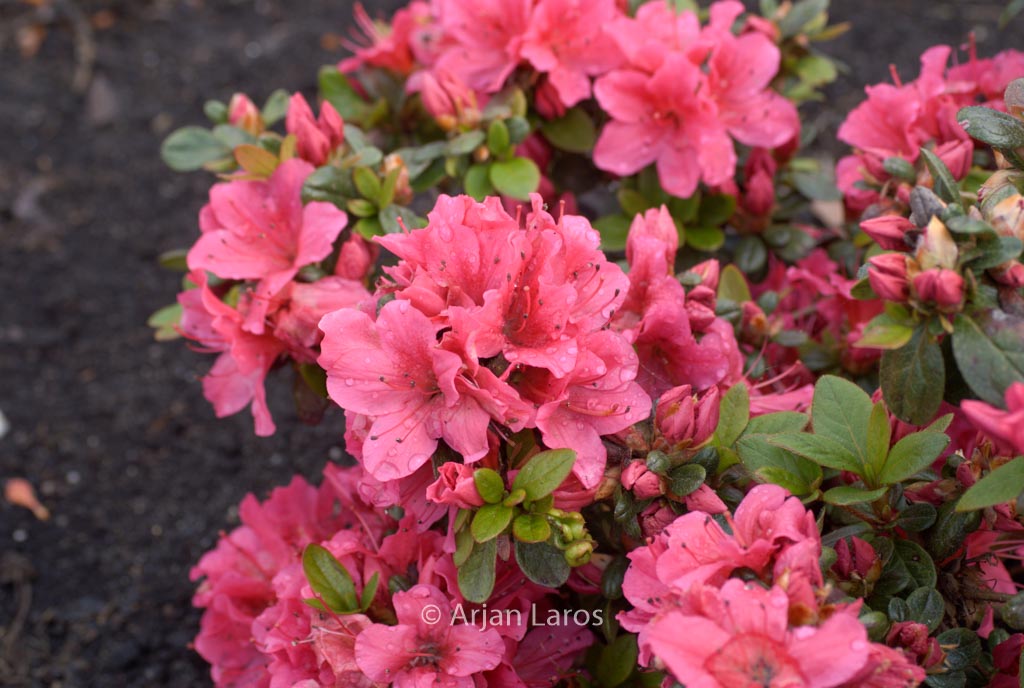 Rhododendron ‚Tootsie‘ (Azalea)