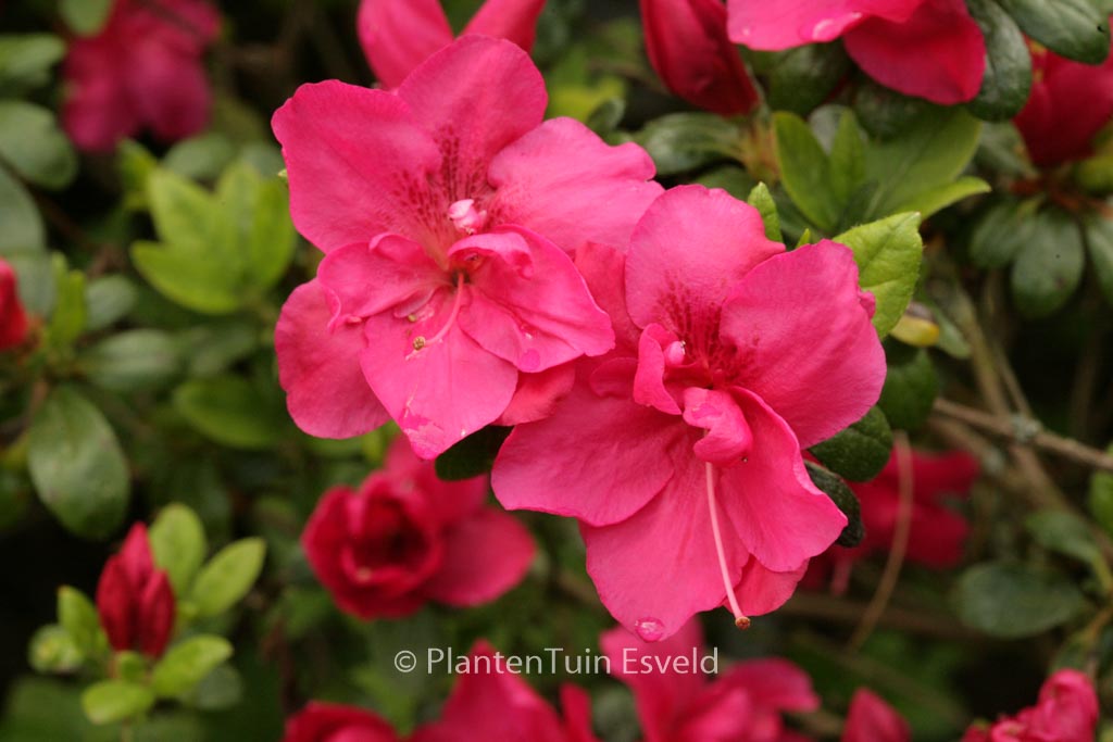 Rhododendron ‚Tornella‘ (Azalea)