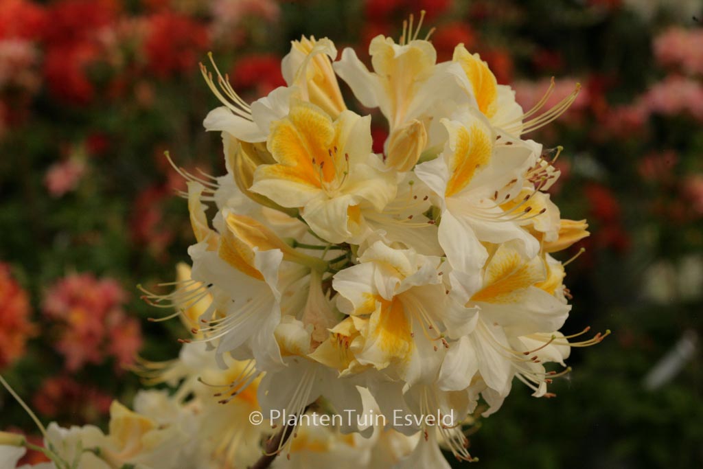 Rhododendron ‚Toucan‘ (Azalea)