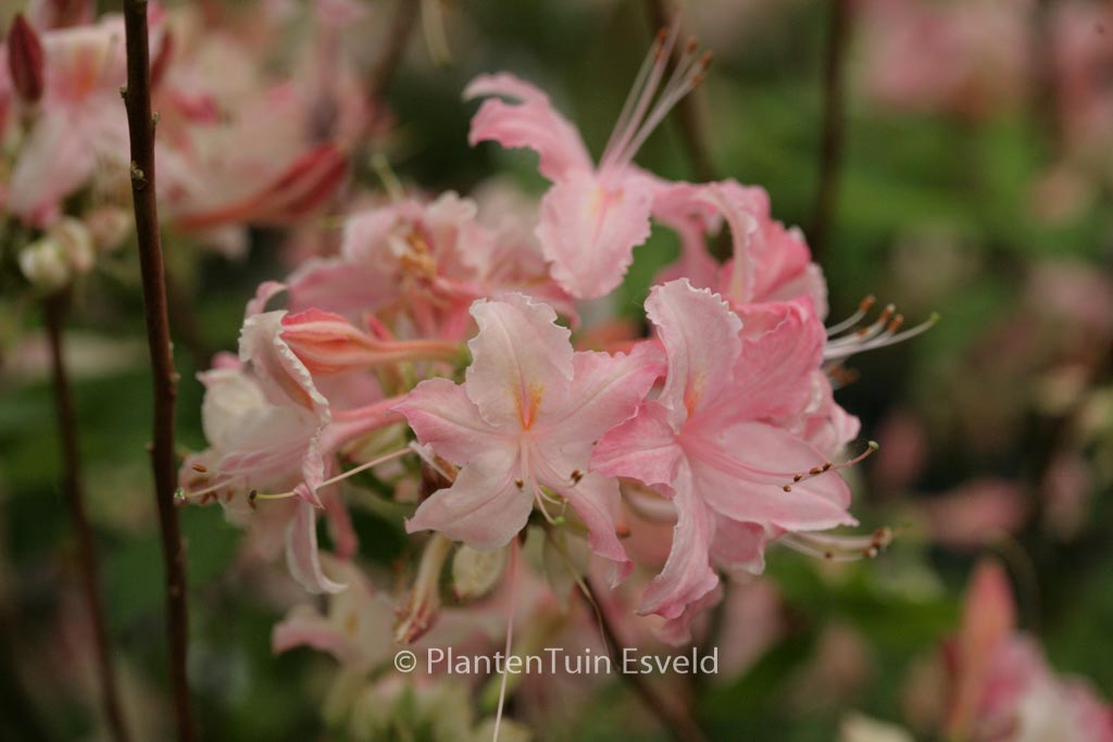 Rhododendron ‚Tower Daring‘ (Azalea)