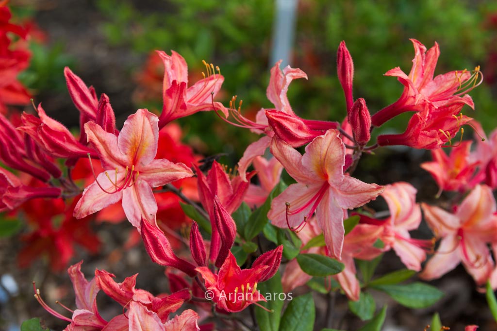 Rhododendron ‚Tower Dragon‘ (Azalea)