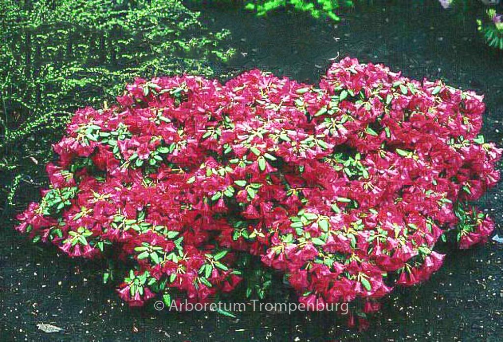 Rhododendron ‚Treasure‘