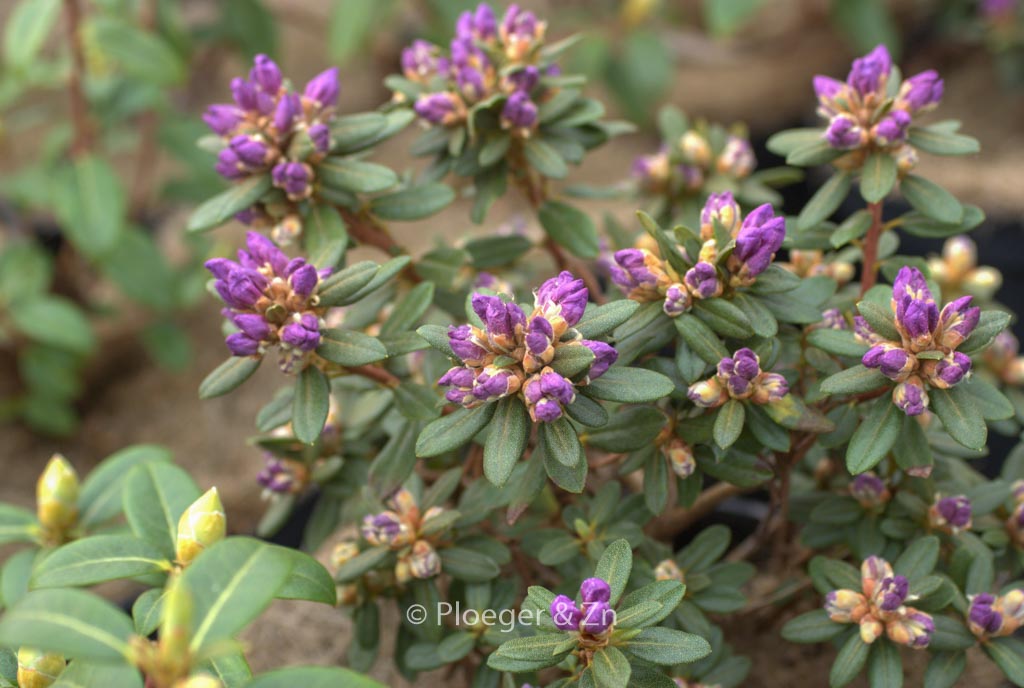 Rhododendron ‚Trewithen Blue‘