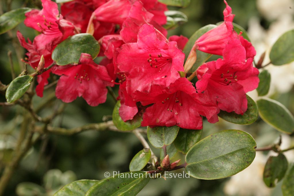 Rhododendron ‚Tromba‘