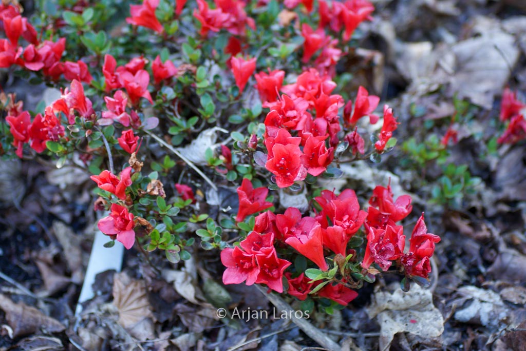 Rhododendron ‚Tuffet‘ (Azalea)