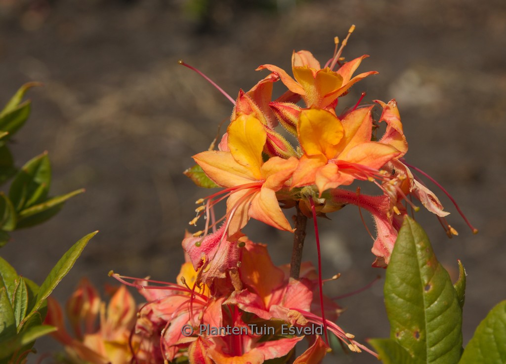 Rhododendron ‚Van Houtte Flore Pleno‘ (Azalea
