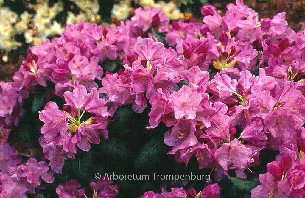 Rhododendron ‚Vater Boehlje‘
