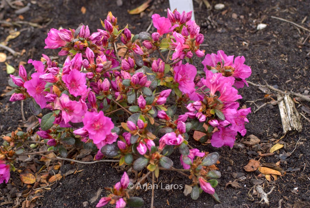 Rhododendron ‚Velvet Gown‘ (Azalea)