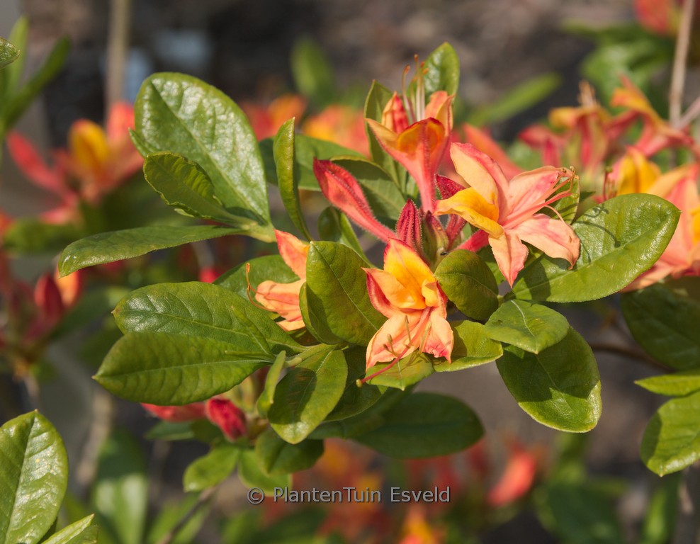 Rhododendron ‚Versicolor‘ (Azalea)