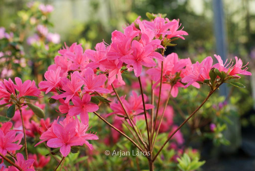 Rhododendron ‚Victorine Hefting‘ (Azalea)