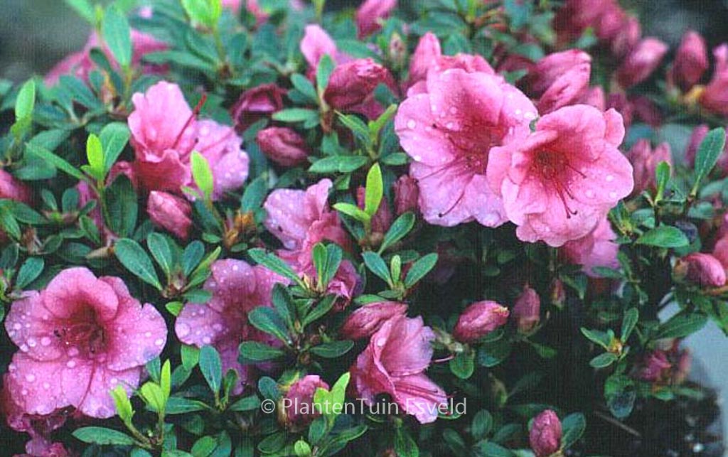 Rhododendron ‚Vida Brown‘ (Azalea)