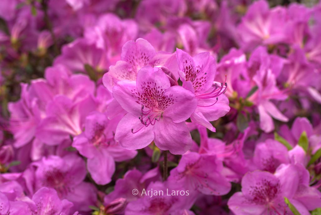 Rhododendron ‚Viking‘ (Azalea)