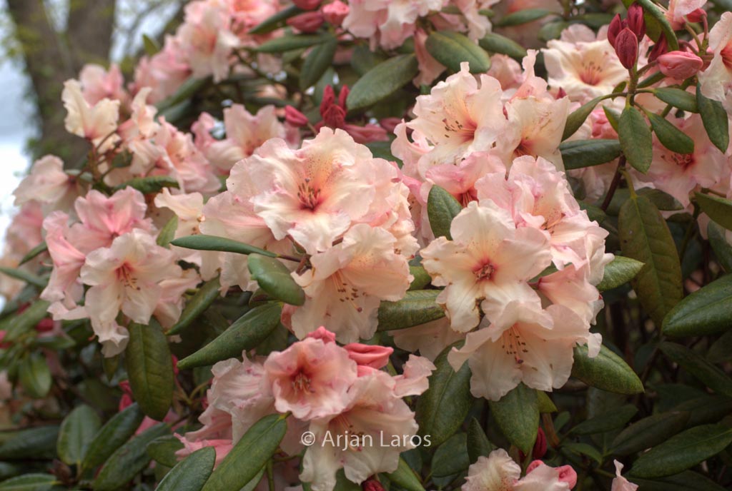 Rhododendron ‚Virginia Richards‘