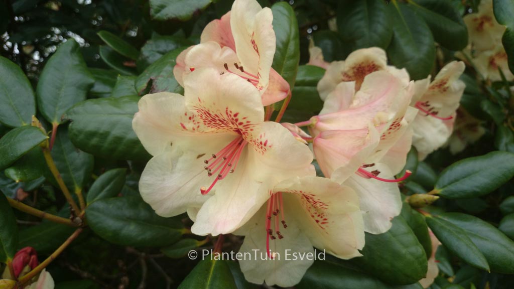 Rhododendron ‚Viscy‘