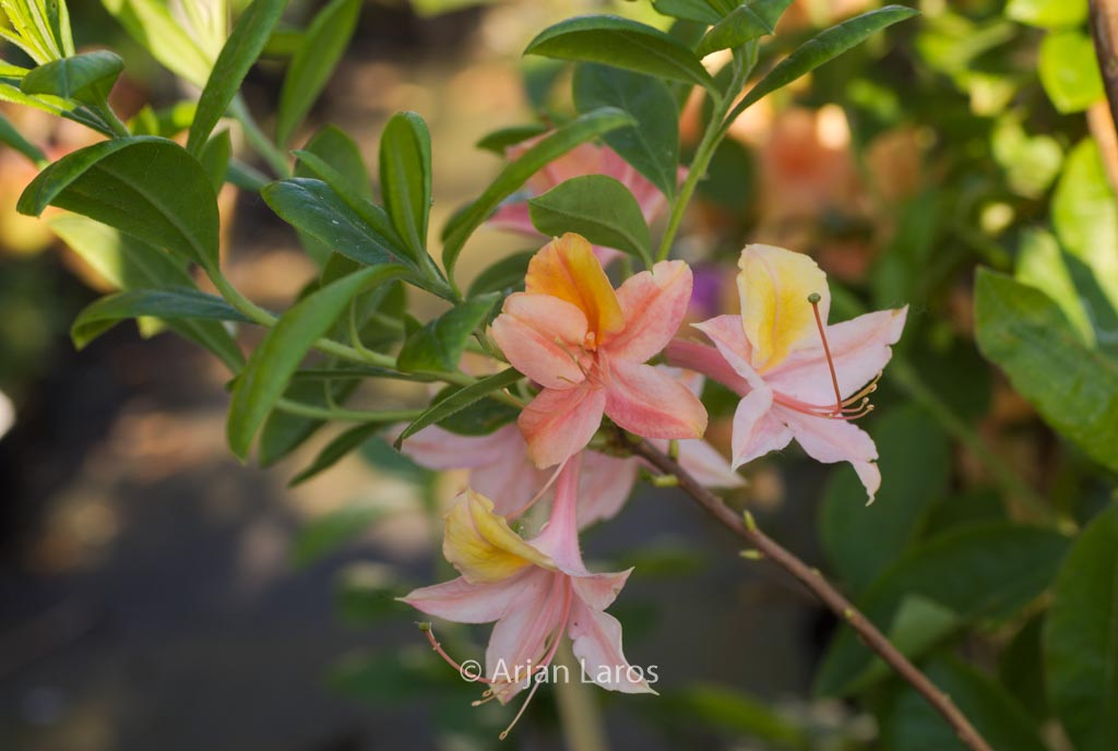 Rhododendron ‚Volcano‘ (Azalea)