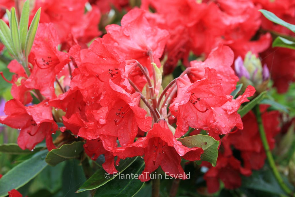 Rhododendron ‚Vulcan‘