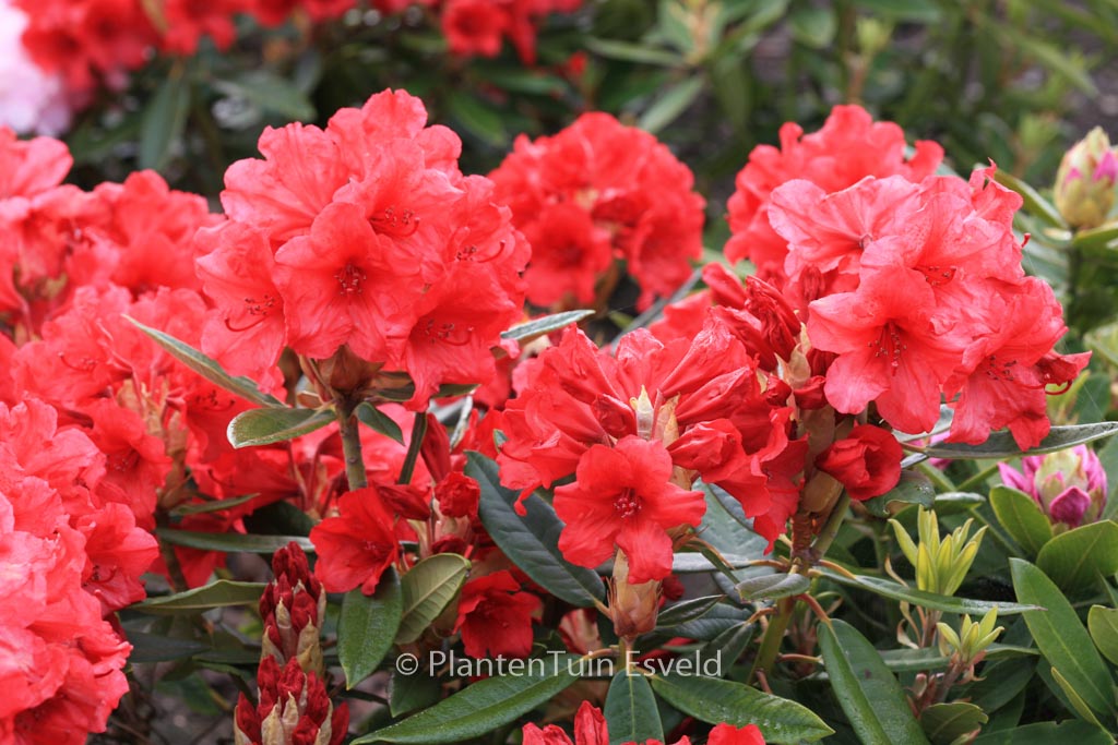 Rhododendron ‚Vulcan’s Flame‘