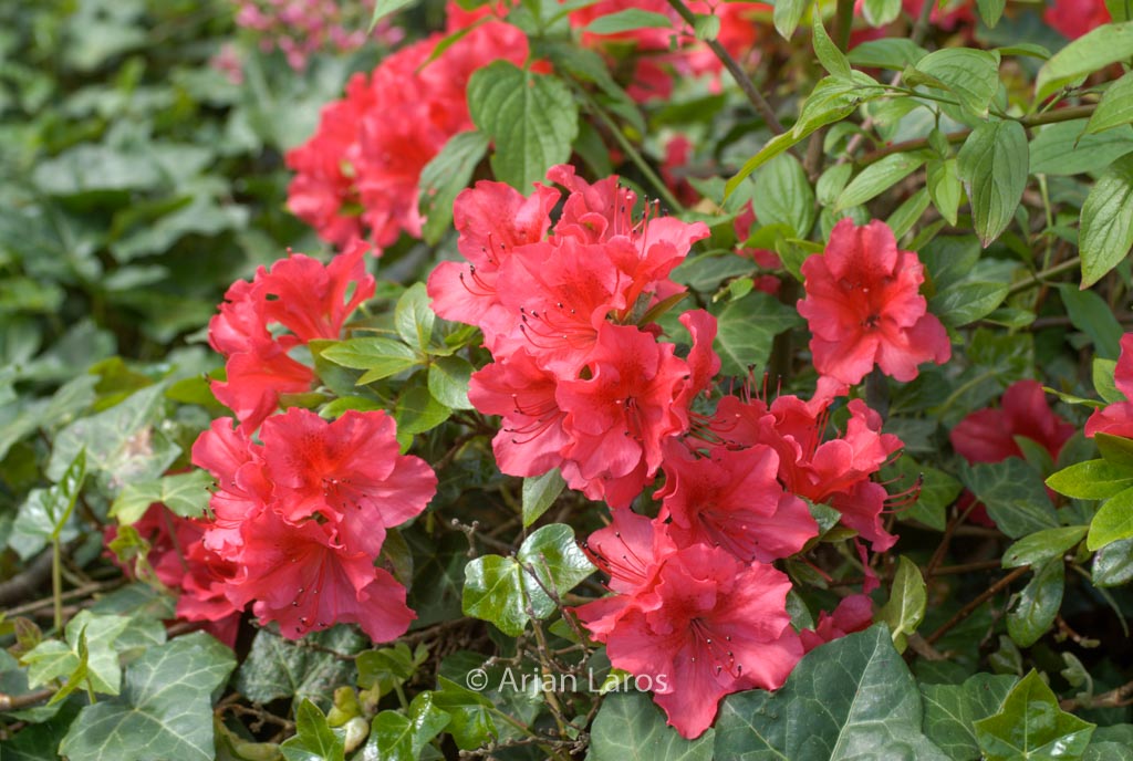 Rhododendron ‚Vuyks Scarlet‘ (Azalea)