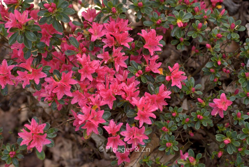Rhododendron ‚Waka kayede‘ (Azalea)