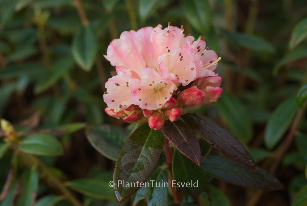 Rhododendron ‚Waxbill‘