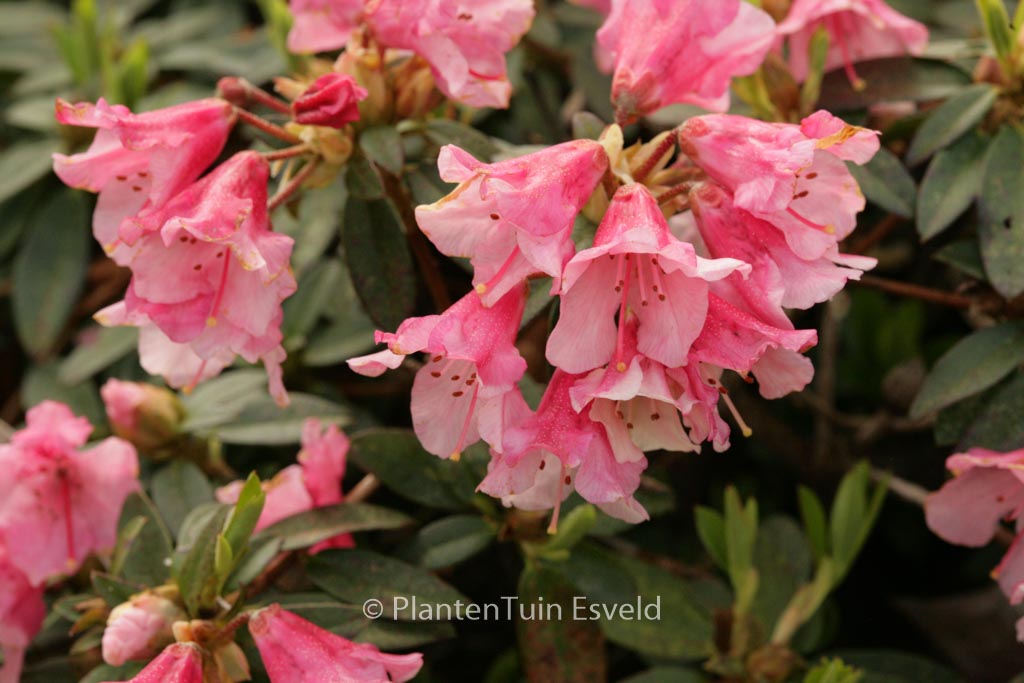 Rhododendron ‚Wee Bee‘