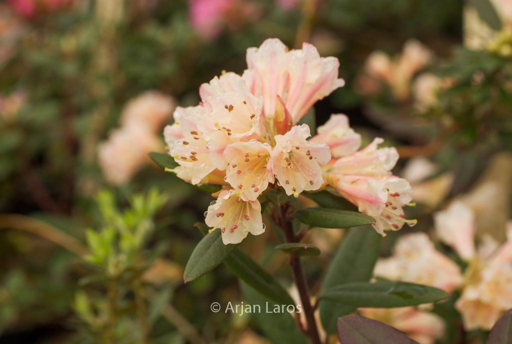 Rhododendron ‚Wheatear‘