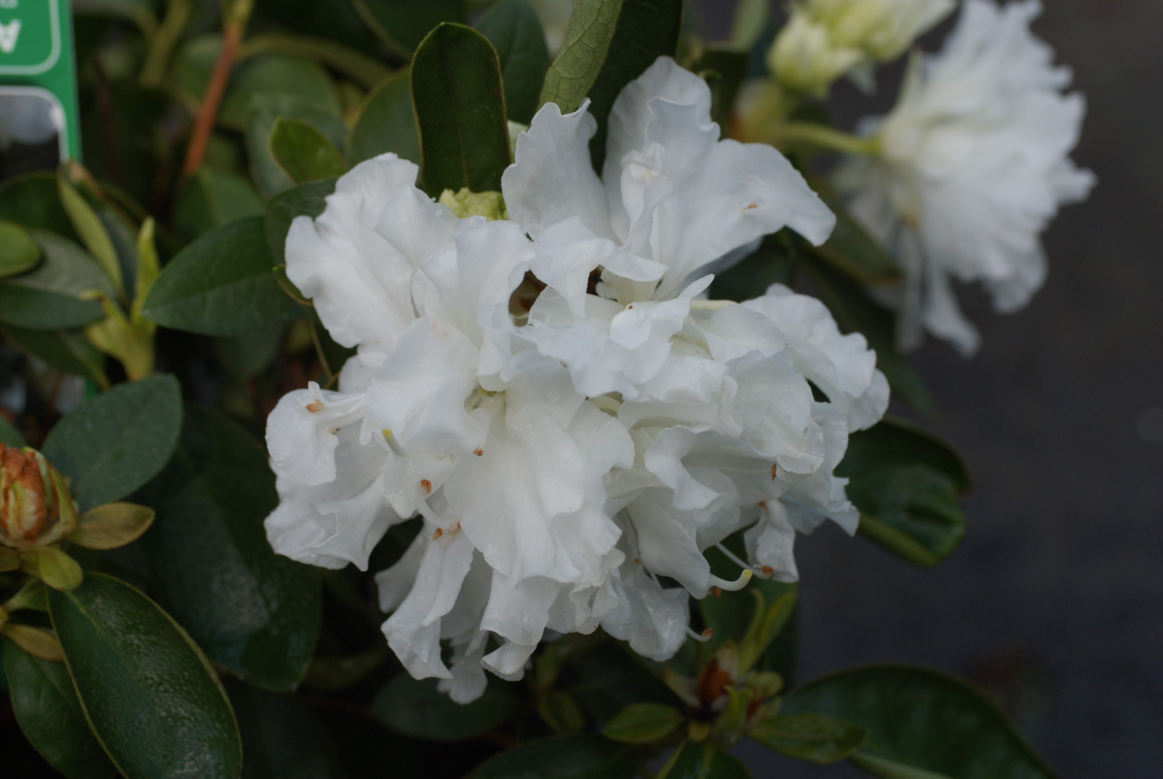 Rhododendron ‚White Hope‘ (Azalea)