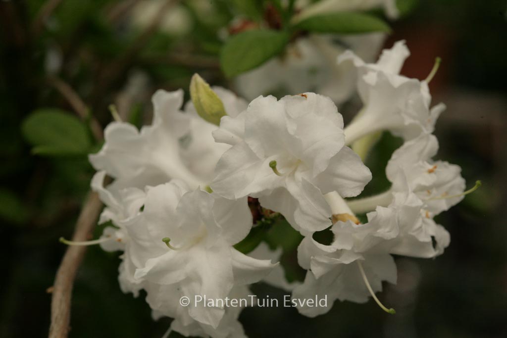 Rhododendron ‚Whitethroat‘ (Azalea)