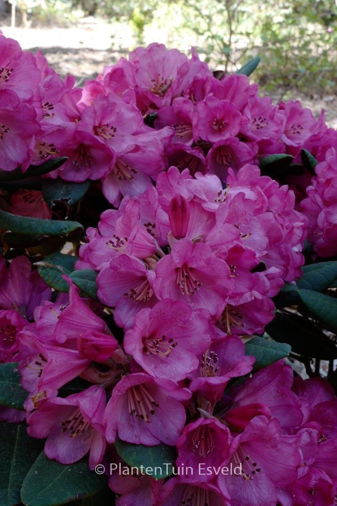 Rhododendron ‚Wine and Roses‘