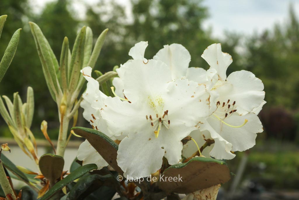 Rhododendron ‚Yakusmir‘ (yakushimanum x smirnowii)