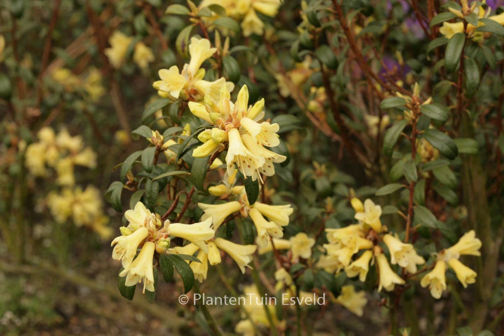Rhododendron ‚Yellow Hammer‘
