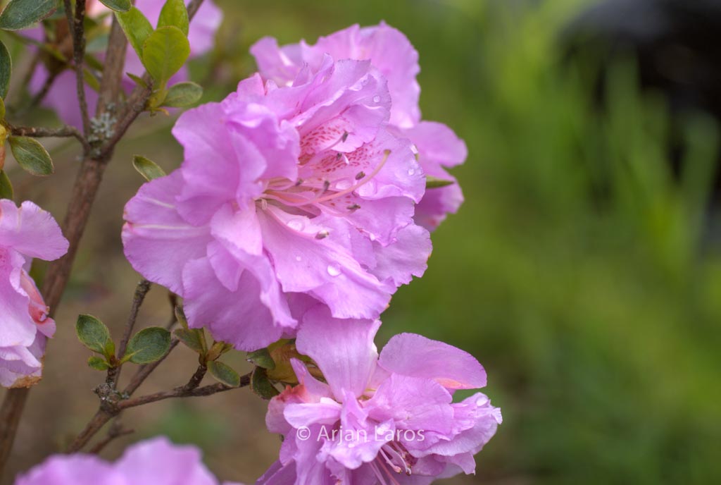 Rhododendron ‚Yodogawa‘ (Azalea)