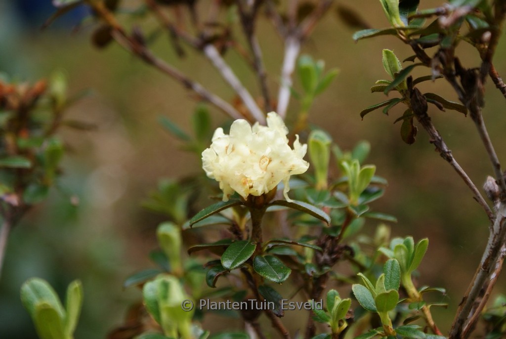 Rhododendron anthopogon ‚Annapurna‘