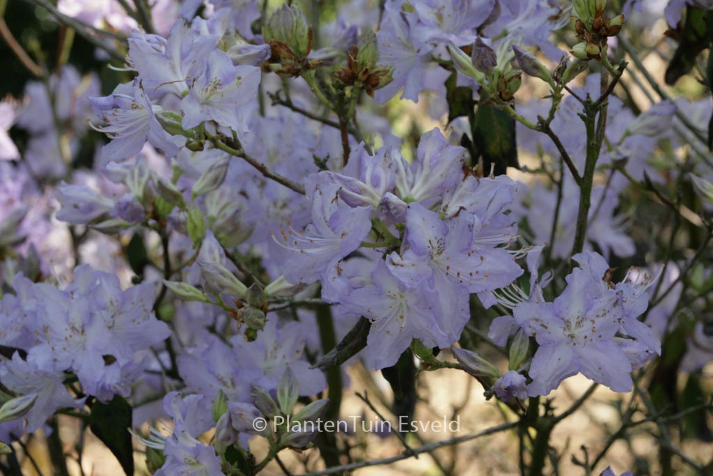 Rhododendron augustinii ‚Electra‘