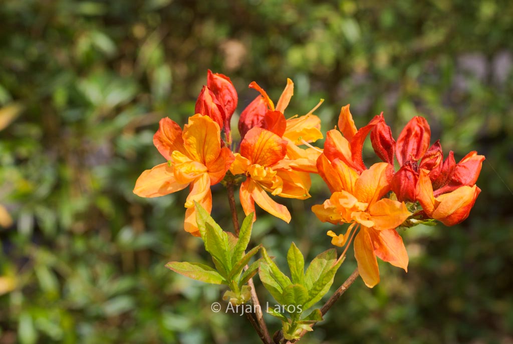 Rhododendron calendulaceum