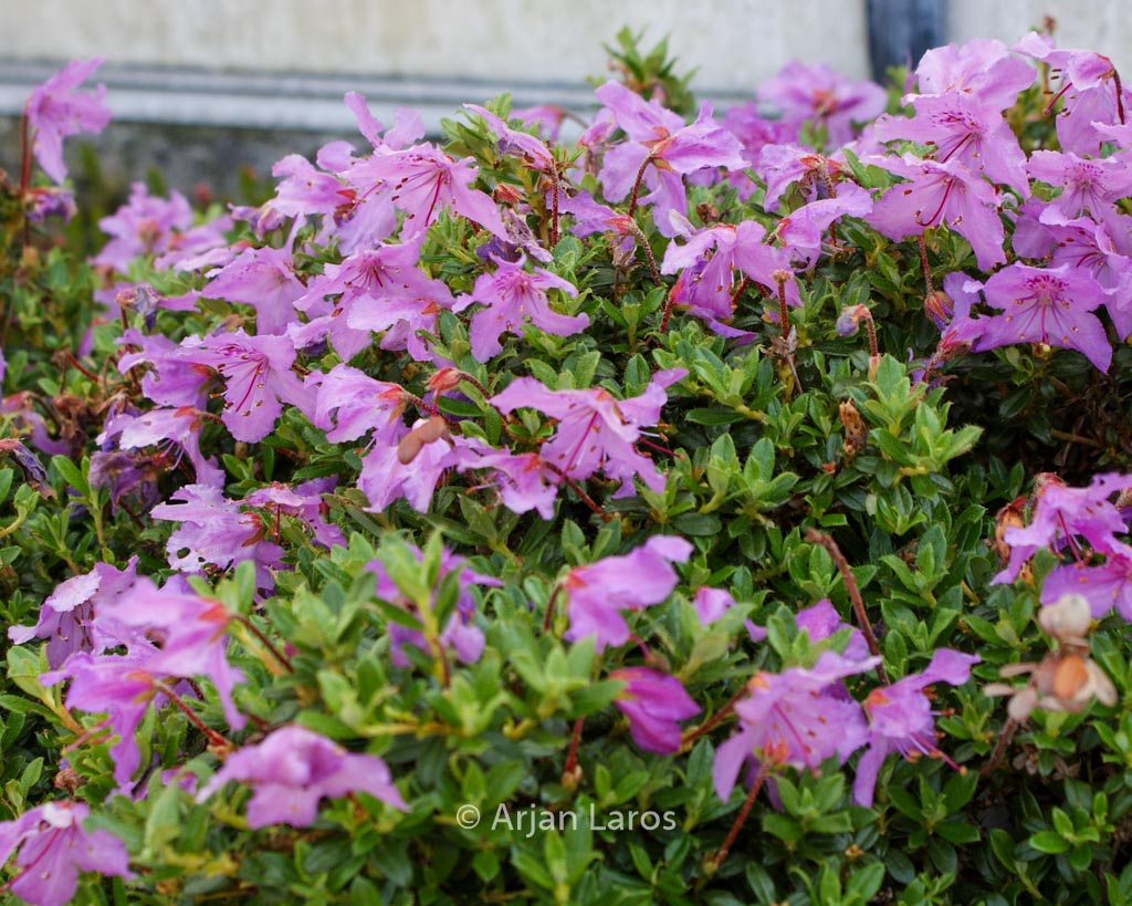 Rhododendron calostrotum keleticum radicans