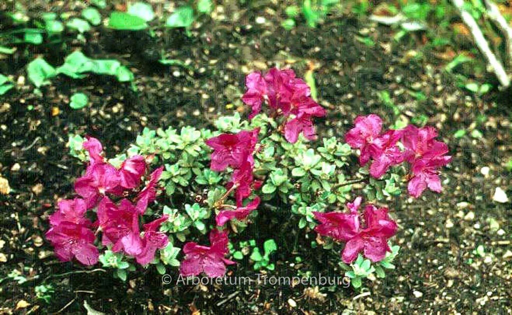 Rhododendron calostrotum
