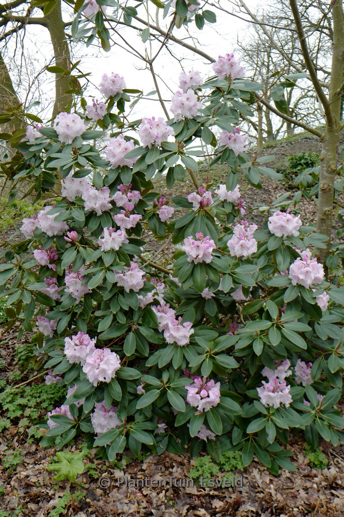 Rhododendron campanulatum